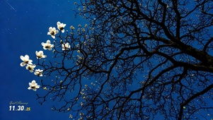 绝美夜色 枯木逢春