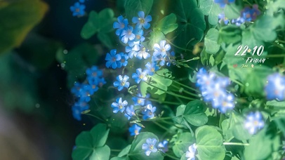 4k 治愈夏日清新花朵