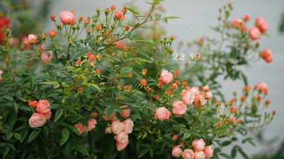 治愈唯美盛开的蔷薇