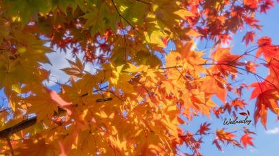 4k治愈清新枫叶遮阳