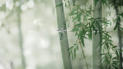 4k 治愈雨天绿叶竹林