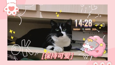 可爱奶牛猫