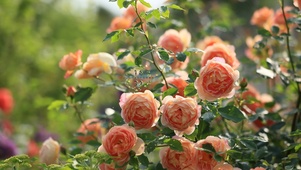 自然清新玫瑰花盛开