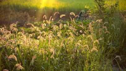 治愈清新狗尾巴草