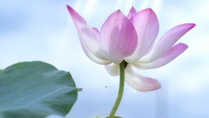 简约荷花治愈壁纸