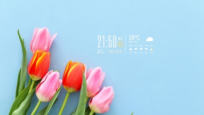 4k简约郁金香桌面