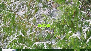 雪松主题