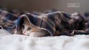 可爱萌萌猫桌面