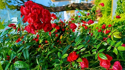 4k 治愈唯美玫瑰花丛