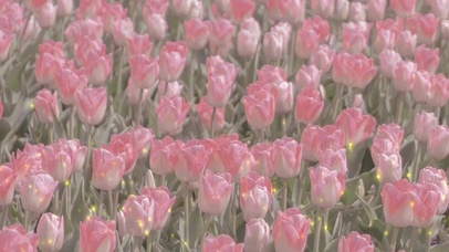 粉色郁金香