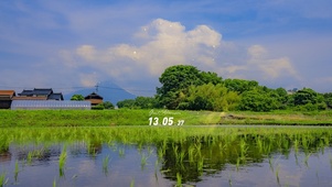 4K唯美治愈夏日乡间秧田