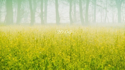 4k治愈梦幻花丛