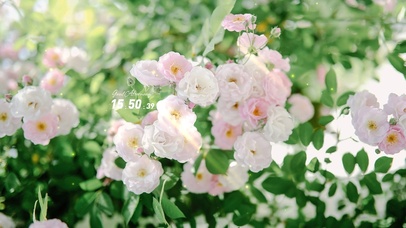 4K唯美治愈清新护眼花朵