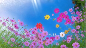 蓝天下小花