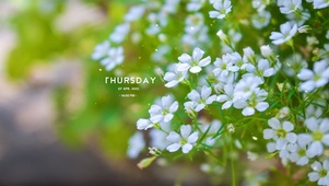 唯美小白花