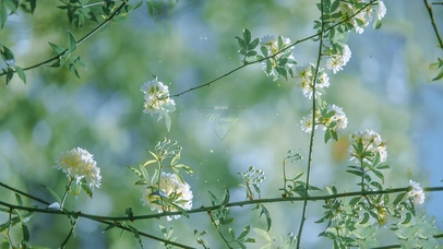 4K初夏的绿叶花朵