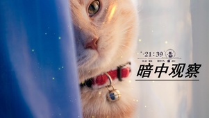 暗中观察喵