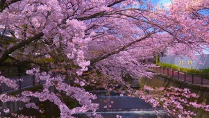 樱花道