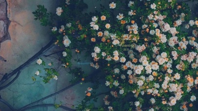 治愈唯美月季花