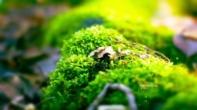 6K 超清护眼唯美治愈【蜕痕】