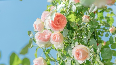 4K唯美治愈清新玫瑰