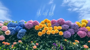 山茶花开