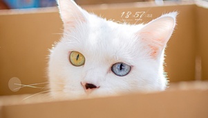 4K可爱治愈异瞳猫猫