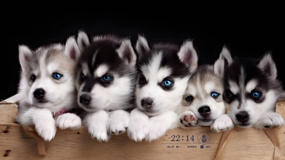 4K萌萌可爱哈士奇