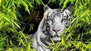 可爱白虎