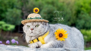 向日葵猫咪