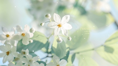 4K唯美治愈清新初夏花朵