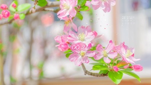 海棠花