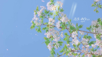 治愈唯美樱花飞舞