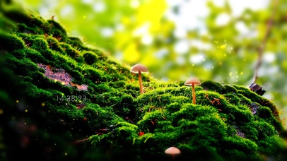 6K 超清护眼治愈【幽谧之光】