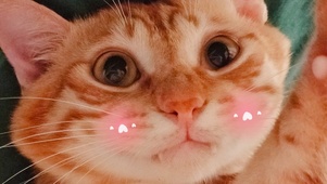 可爱小猫咪呆呆