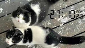 和猫咪的雪天  壁纸