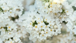 唯美白色鲜花