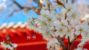 樱桃花与古建筑