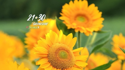 4K高清阳光向日葵风景系列