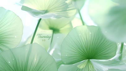 4K清新绿色荷塘