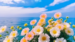 清新小雏菊
