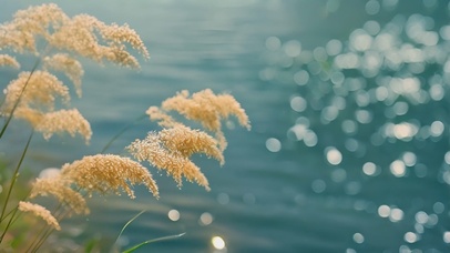 4k秋天湖水边的芦苇从