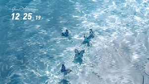 水纹蝴蝶  壁纸