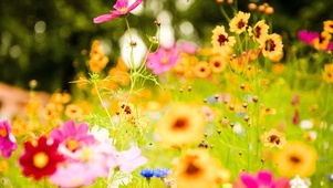 春花烂漫
