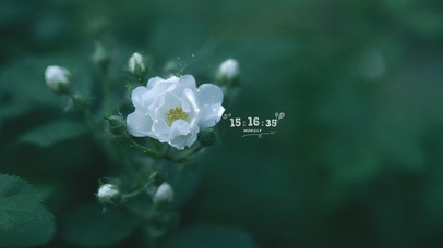 唯美治愈系白花