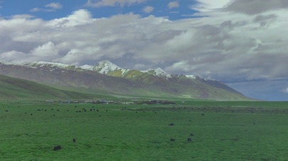 绿色护眼草原（带鱼屏）