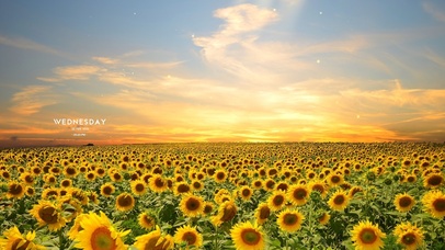 唯美治愈向日葵