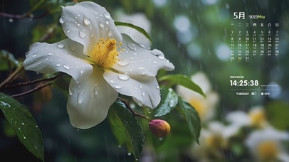 4K·雨中的山茶花