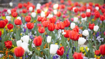 5K 唯美郁金香花海