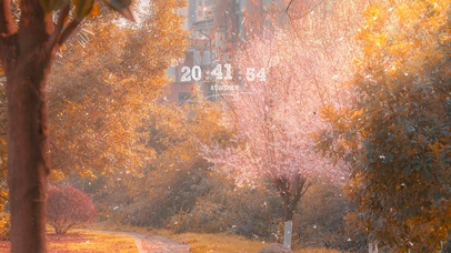 午后阳光树林小路